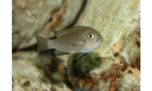 Cynotilapia afra Cobue